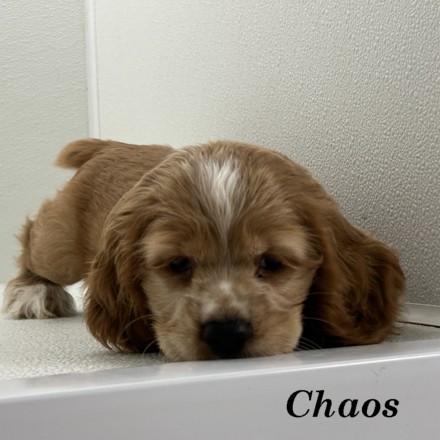puppy, for, sale, Cocker Spaniel, Joe & Cherri  Overlease, dog, breeder, Miller, MO, dog-breeder, puppy-for-sale, forsale, nearby, find, puppyfind, locator, puppylocator, aca